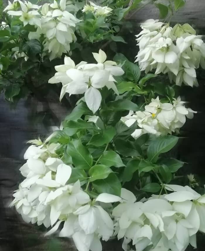 Doña Aurora: The white variation of Mussaenda philippica
