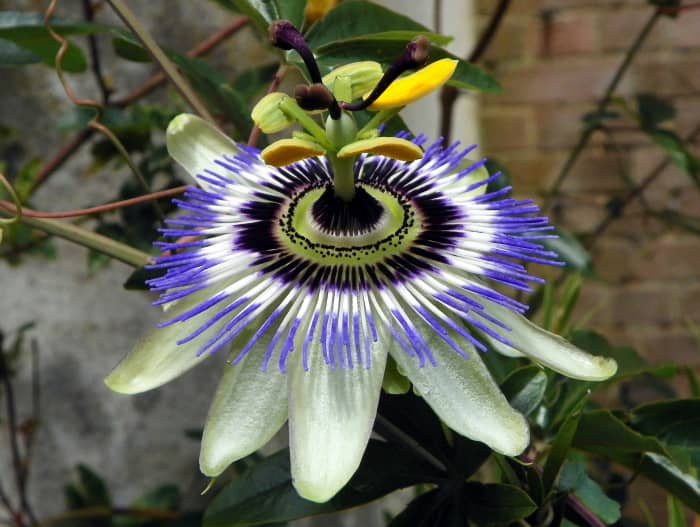 Passiflora moluccana