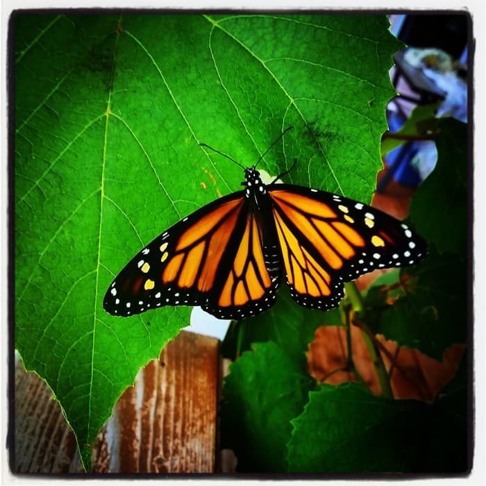 There is nothing insignificant in God's universe. Everything that He has made has a meaning and a purpose. There is not a curl in a cloud, or a curve in a leaf, or a tint on a blossom, but has a reason for it, and speaks of its origin. H. Macmillan