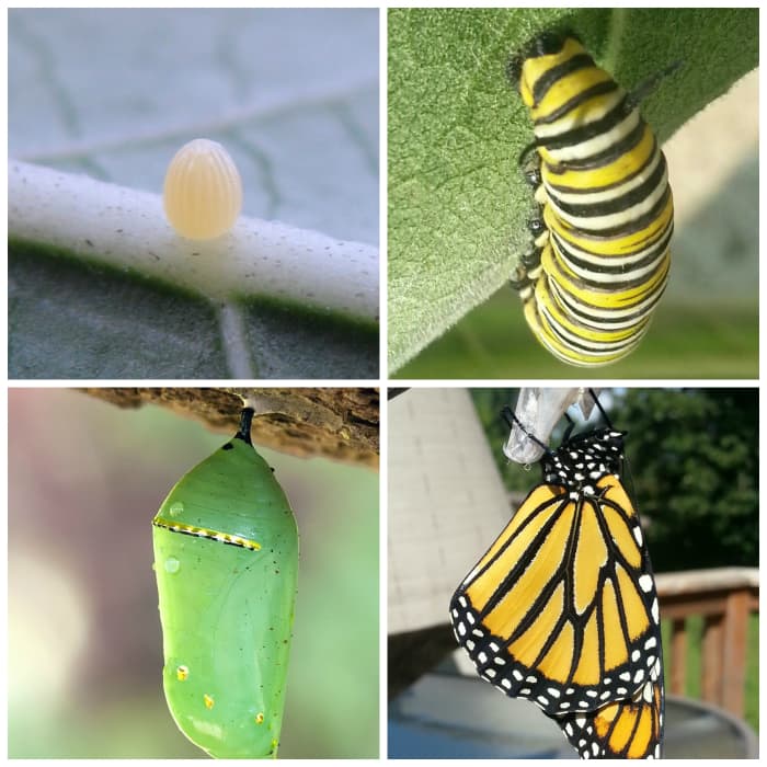 The Monarch Butterfly—an Illustration of Transformation - HubPages