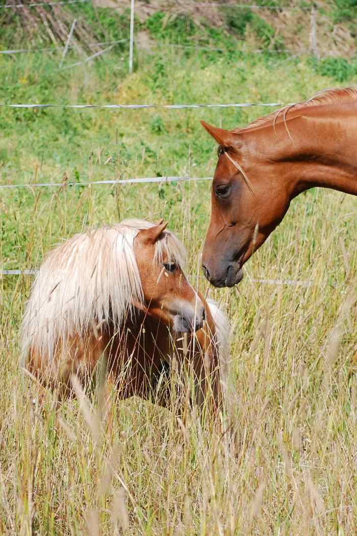 Horses and Their Sense of Smell HubPages