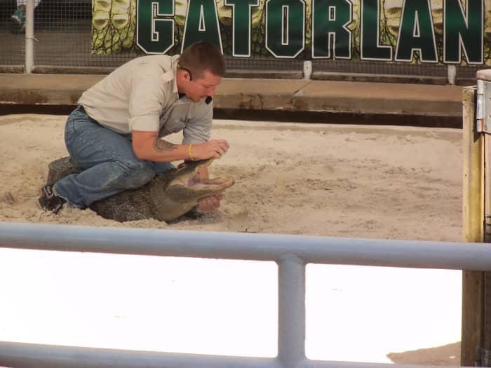 See what the alligator wrestler is wearing? You may already have a tan work shirt in your closet and some jeans. Just add the alligator and you are ready.