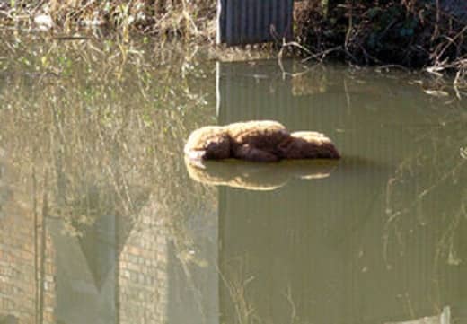 Who murdered the teddy bear? What heartless person left him to drown? I don't believe the murderer was ever found.