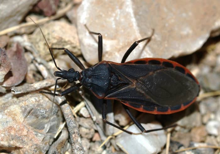 Kissing bugs may be beneficial to gardens but they have been known to carry harmful diseases that can infect humans who get bitten by them.