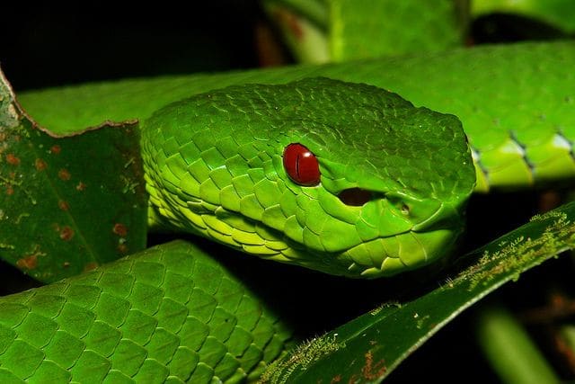 China, Venomous Snakes in Bejing, Hong Kong, Shanghai, and Rural Areas