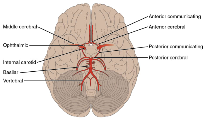 Arteries of the Circle of Willis