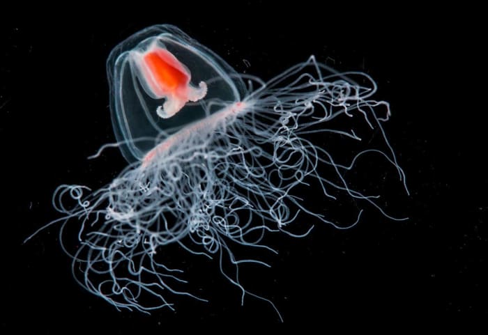 When the immortal jellyfish reaches the hydroid, immature, maturing, or mature medusa stages, it can revert all the way back to the polyp stage at any point and start all over again.