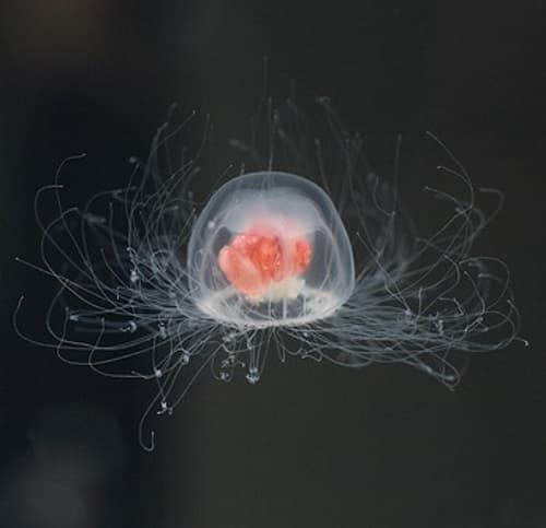The immortal jellyfishes are very tiny. Fully grown, they're about the size of a pinkie fingernail.