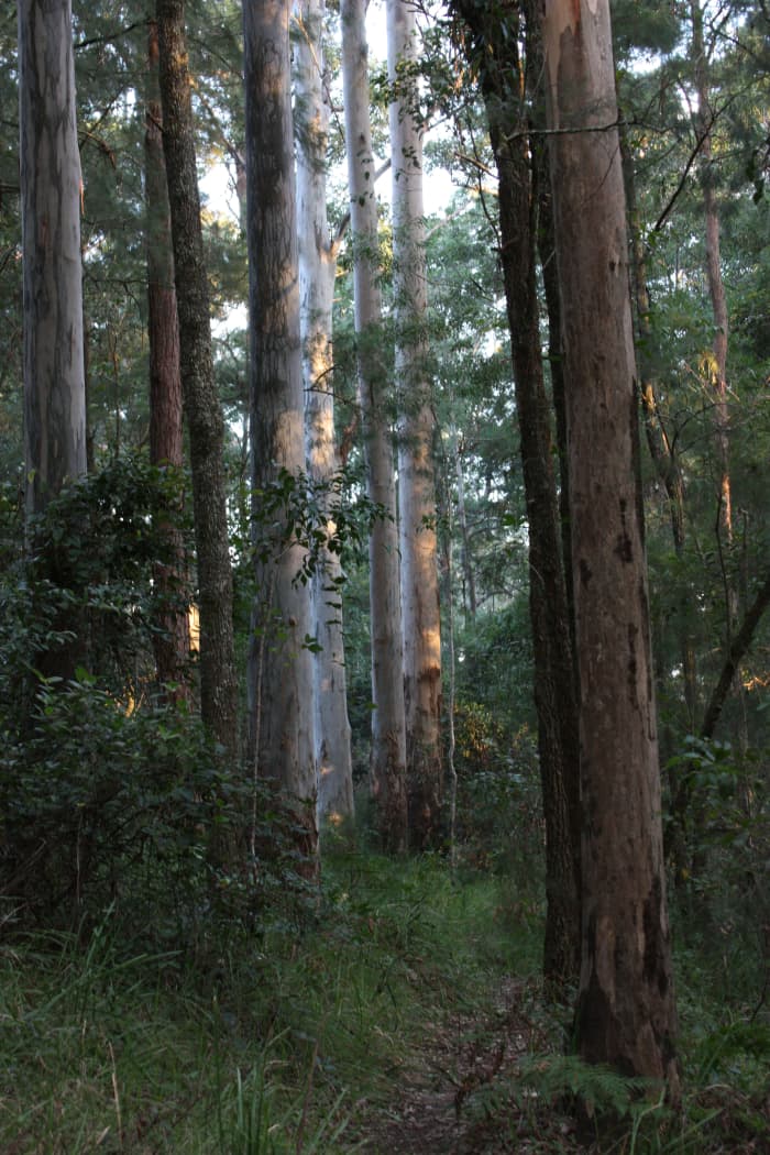 The Australian Bush was the subject of most painting by artists of the Heidelberg School
