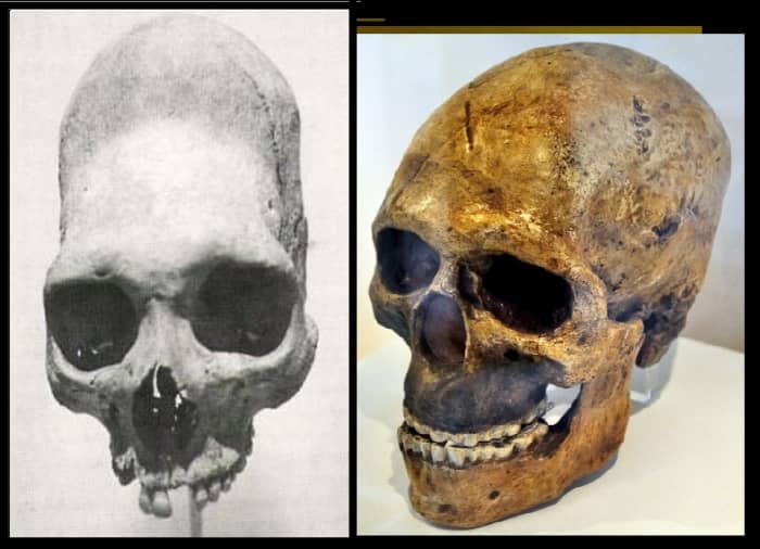 Note the difference between the read haired giant skull on the left (elongated) and a skull of a European on the right.