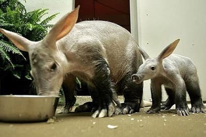 A pair of Aardvarks