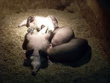 Look at those aardvark cuties!