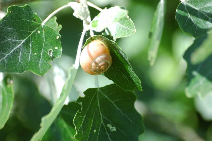 gastropods-love-living-in-my-houston-garden