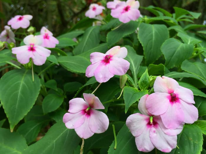 Light pink Impatiens makes a lovely flower bed, especially for shaded areas in the garden.