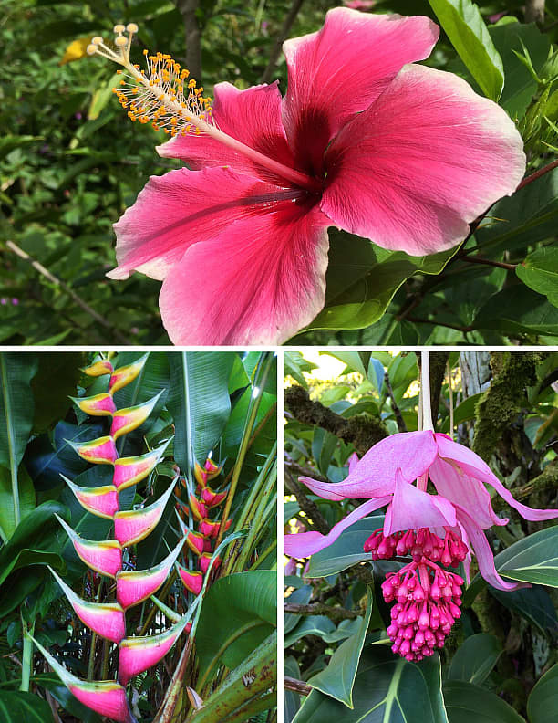 Pink Tropical Flowers With Photos and Planting Tips - Dengarden