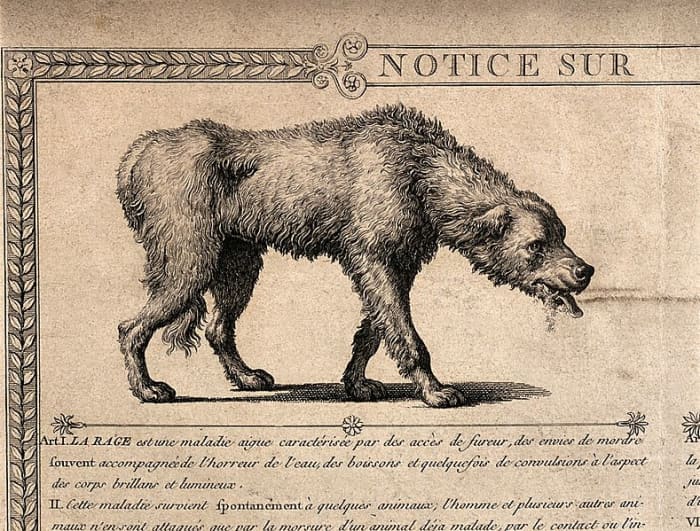 Stray dogs can be particularly susceptible to rabies, as fighting with other infected animals can pass the disease on.