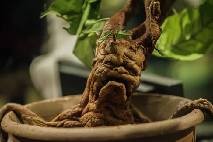 The mandrake is the root of a plant from genus Mandragora, which is part of the nightshade family. Legend has it that when it is dug up it screams and kills all who hear it. The plant was also used in the Middle Ages for magical potions.