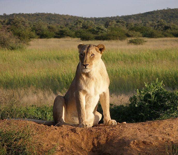 Lioness - she has no manes. She does most of the work in a pride. Image credit: Falense , Wikimedia commons