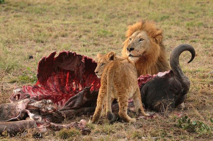 Lions Feeding - The Lions can feed on Masai cattle as well. Image credit: http://www.galuzzi.it, Wikimedia commons