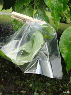 Watching transpiration in action (in less than an hour, which impressed everyone) was one of the activities we did this week and is included in the above link: Science Morning Basket & Activities: Plant Systems.