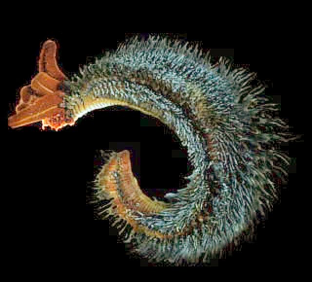 The tube worm, Alvinella pompejana, can survive at extreme temperatures on the side of a deep sea hydrothermal vent