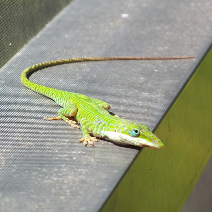 You might ask about the stripes on this lizard, but it isn't a tiger-lizard. Those are the from the pattern of the screen making shadows on the reptile.