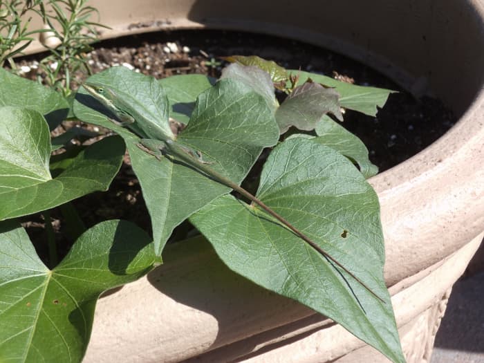 You need to look closely to see the green lizard on the sweet potato leaves in the photo above. It can change its color to brown to match dirt or to green to match leaves.