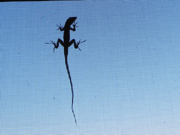 They easily climb on screens, plants, the aluminum framework of my screen room. They also can jump down from great heights if they feel threatened.