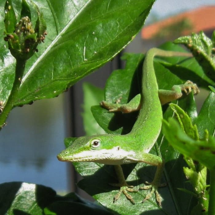 This one is snacking on little aphids that it finds on my patio plants. Look at the leaf above his head and you'll see the aphids.