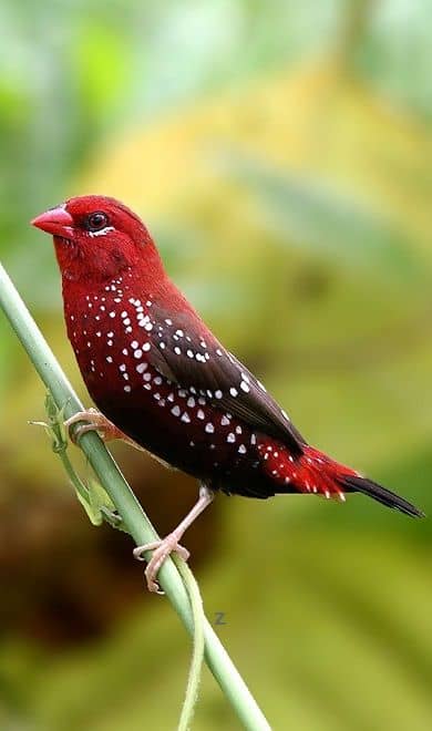 The World's Most Beautiful Birds II - HubPages