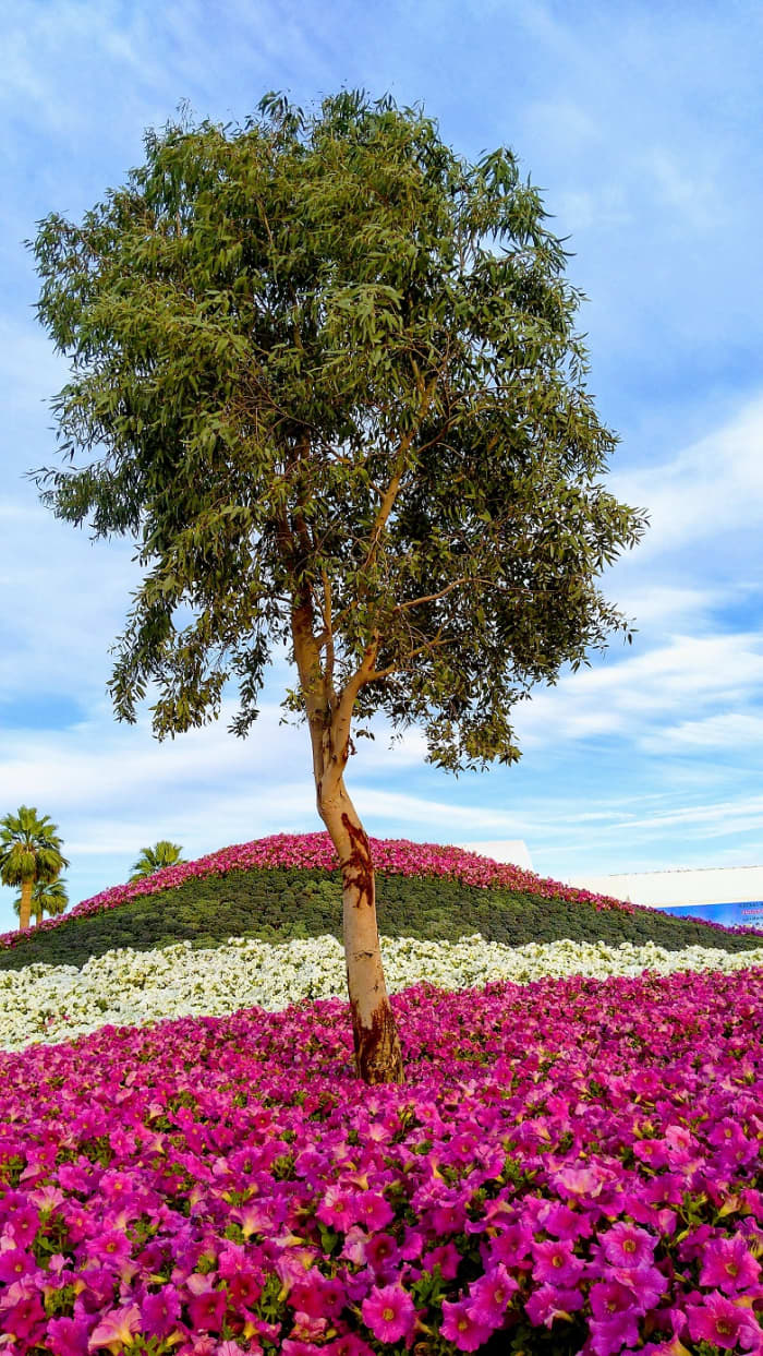 Standing Tall & Proud. A tree surrounded by layers upon layers of colorful flowers is a sight to behold. #YanbuFlowersFestival2019