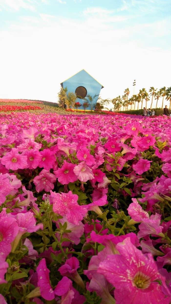 Color It Pink. An explosion of pink Petunia is one of the crowd favorites. #YanbuFlowersFestival2019