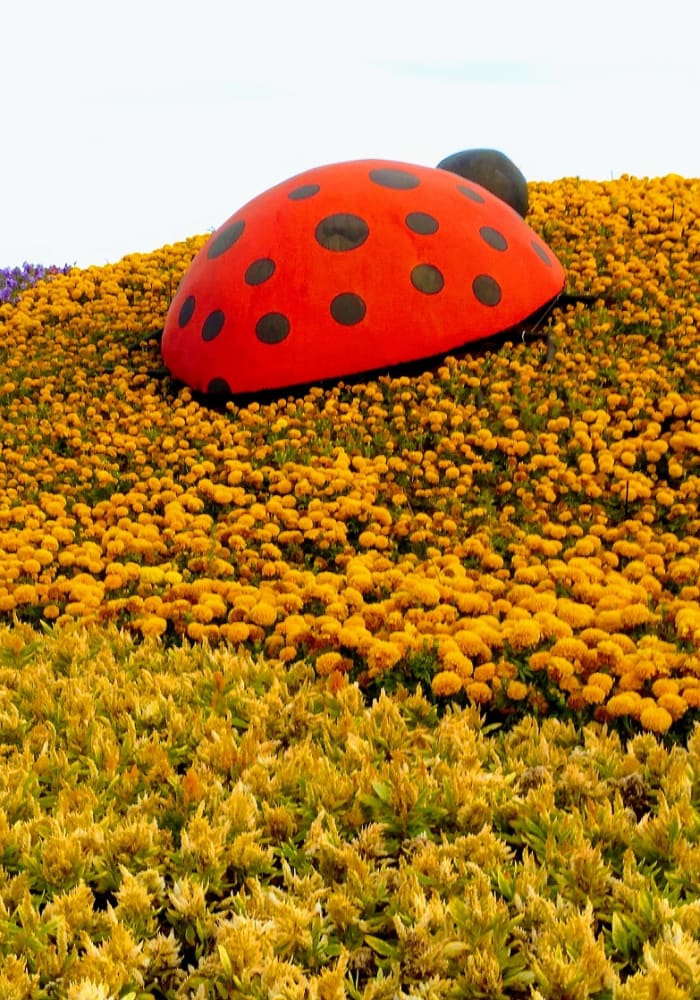 The Lady Bug. A huge Lady Bug looks like enjoying her way up to one of the colorful flower hills. #YanbuFlowersFestival2019