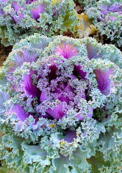 A Sci-fi Flower? A magnificent purple-colored flowering Kale is a blockbuster among the visitors. It looks like one of those flowers that you see in a sci-fi movie. #YanbuFlowersFestival2019
