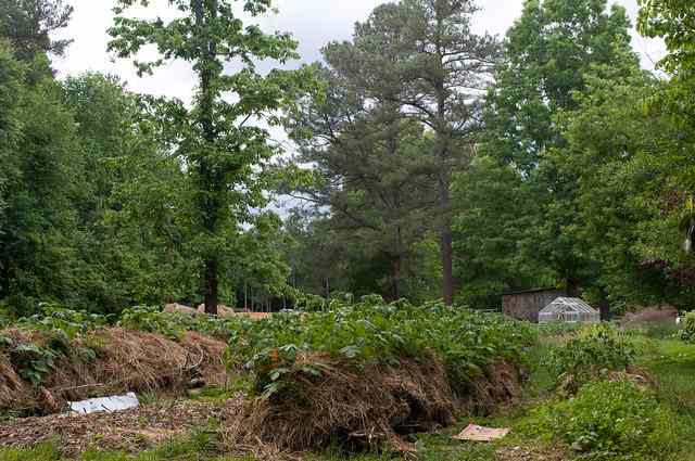 Hugelkultur Bed Garden - HubPages