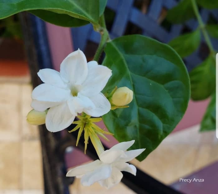 Jasminum Sambac Symbolism Photos And The Legend Of The National Flower Of The Philippines 0758