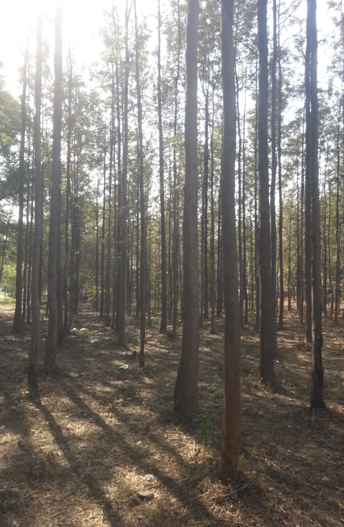 An afternoon in the woods. This serene place always makes me feel calm whenever I go there by myself.