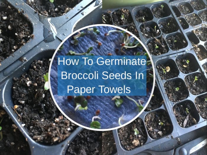 How Do You Germinate Broccoli Seeds in a Paper Towel ...