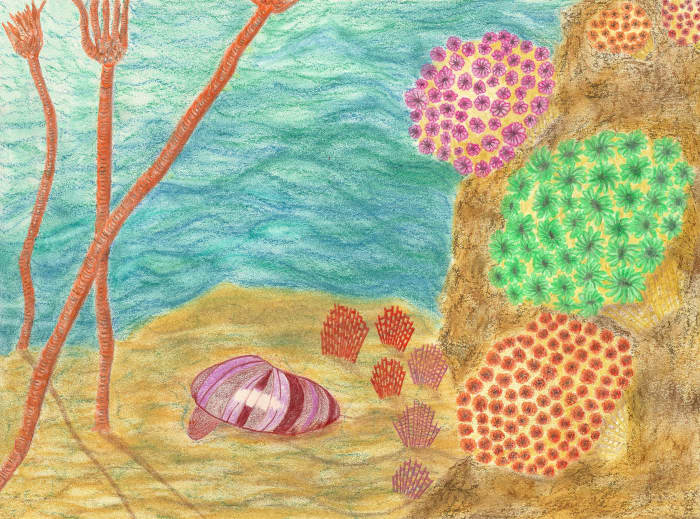 Ancient Seabed Drawing with Petoskey Stone Corals, (Hexagonaria, percarinata) on Cliffside (Includes; A Clam, Bryozoans and Tall Crinoids)