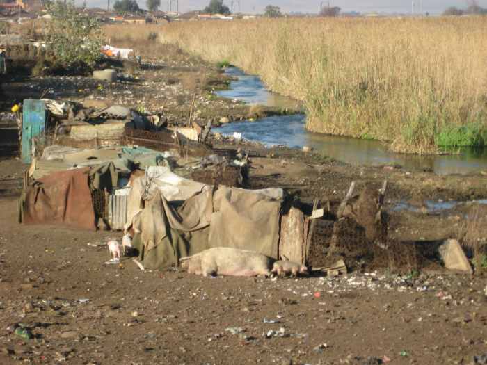 Across a small river that runs behind the Kliptown squatter camp southwest of Johannesburg, a pack of swine has managed to carve out a comfortable existence surrounded by mounds of garbage -- both a familiar sight and smell in the 45,000-person slum.