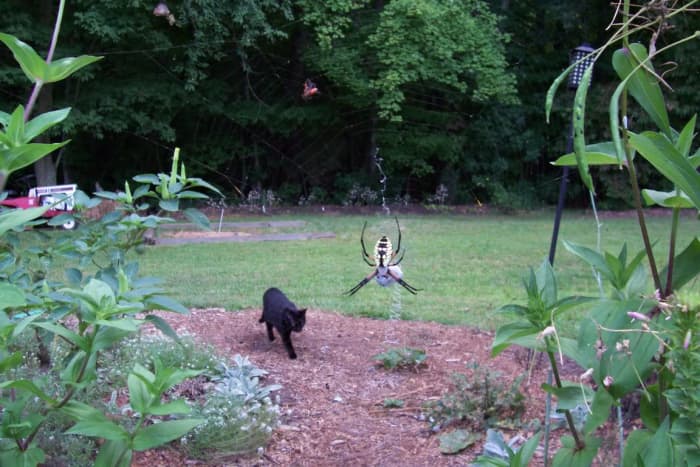 Let spiders in your yard or garden like the Writing Spider or Carolina Wolf Spider along as they will eat huge amounts of bugs.