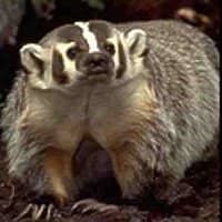 "Badger, you are strong of heart but not of will so I will make you younger brother of the Bear. Your coat is ruddy and marked equally with black and white, the colors of the land of summer which is red and stands between the day and night. Your ho