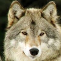 To the white wolf Po'shai a ki'a said, "being stout of heart and will, I make you younger brother of the Badger. Because your coat is white and gray - the color of the dawn and day, I give you reign of the eastern direction."