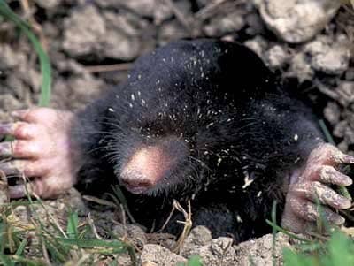 And finally to the Mole, Po'sha a ki'a said, "Prey mole, being stout of heart and strong of will I will make you the younger brother of the Eagle. You burrow through the earth without tiring. Your coat is the color of the holes and caves within the