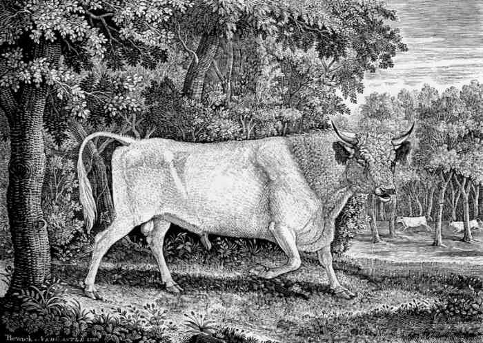 The very large (7 1/4 x 9 3/4 inches) wood engraving by Thomas Bewick of a Chillingham Bull, executed for Marmaduke Tunstall of Wycliffe, Yorkshire in 1789.