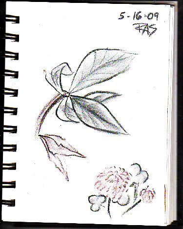 Leaves and Clover page from ProArt wirebound sketchbook, by Robert A. Sloan, in Derwent Tinted Charcoal Pencils.