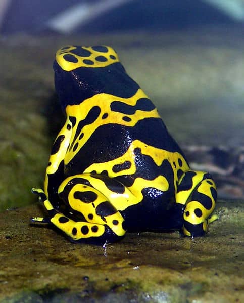 Poison Dart Frog - worlds most poisonous animal. It's poison is enough to kill 10 strong men at a go, or better still, 15,000 rats. Image Credit: Arpingstone, Wikipedia
