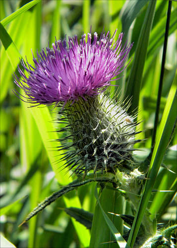 Scottish national motto -- "Nemo me impune lacessit": "No One Bothers Me Without Being Hurt!"