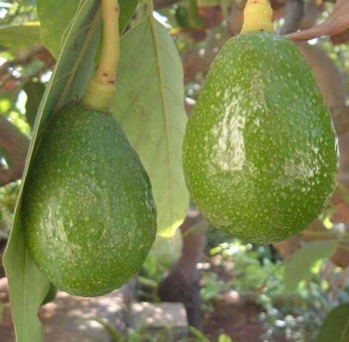 Tenerife fruit and vegetable crops of the Canary Islands - HubPages