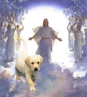 Do All Dogs Really Go To Heaven? Many people who have had NDEs recall seeing animals pass through the light. They also claim to have seen beloved pets that have passed on.
